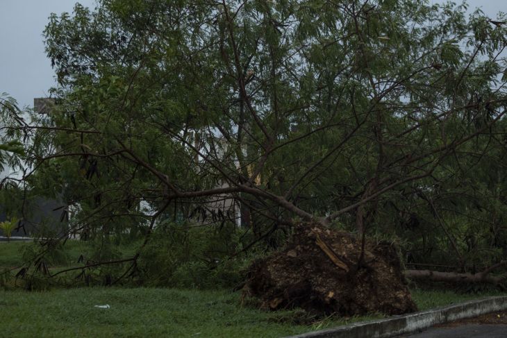 Árboles caídos y fallas en servicio eléctrico por 'Grace' en Yucatán